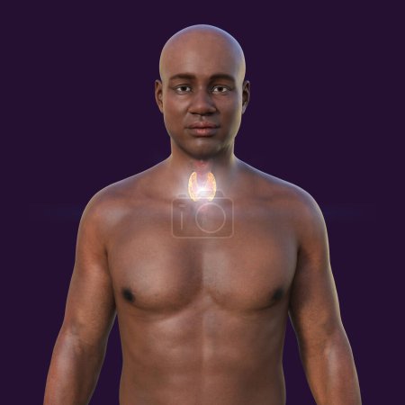 Téléchargez les photos : Anatomie des glandes thyroïdes. Illustration 3D montrant un homme à la peau transparente, révélant une glande thyroïde. - en image libre de droit