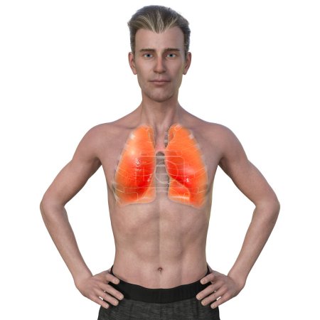 Téléchargez les photos : Illustration photoréaliste 3D de la moitié supérieure d'un homme âgé à la peau transparente, présentant une paire de poumons sains dans des détails complexes. - en image libre de droit