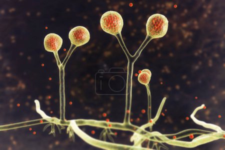 Téléchargez les photos : Rhizomucor champignons, illustration 3D. Champignons filamenteux trouvés dans le sol et la matière organique en décomposition, causant la mucormycose, une infection grave affectant les sinus, les poumons et le cerveau. - en image libre de droit