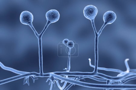 Téléchargez les photos : Rhizomucor champignons, illustration 3D. Champignons filamenteux trouvés dans le sol et la matière organique en décomposition, causant la mucormycose, une infection grave affectant les sinus, les poumons et le cerveau. - en image libre de droit