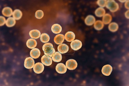 Staphylococcus bacteria, un género de bacterias grampositivas conocido por causar varias infecciones en los seres humanos, ilustración 3D.