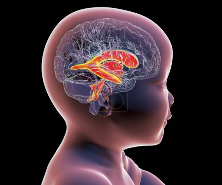 A baby with a normal brain and appropriately sized brain ventricles, 3D illustration.