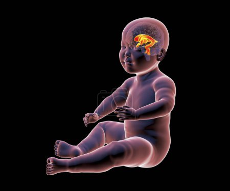 Photo for A baby with a normal brain and appropriately sized brain ventricles, 3D illustration. - Royalty Free Image