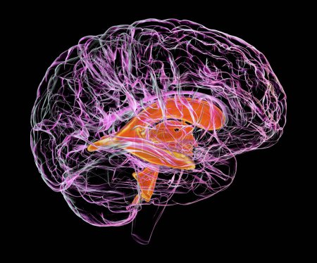 Foto de Sistema ventricular del cerebro infantil, ilustración 3D. Los ventrículos son cavidades en el cerebro que están llenas de líquido cefalorraquídeo, LCR. - Imagen libre de derechos