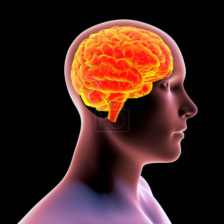 Téléchargez les photos : Illustration 3D scientifique d'un cerveau mis en évidence dans le corps humain pour la visualisation anatomique et l'éducation médicale. - en image libre de droit