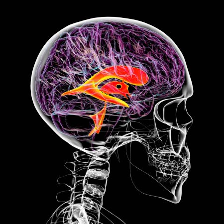 Foto de Sistema ventricular del cerebro, vista lateral, ilustración 3D. Los ventrículos son cavidades en el cerebro que están llenas de líquido cefalorraquídeo (LCR)). - Imagen libre de derechos