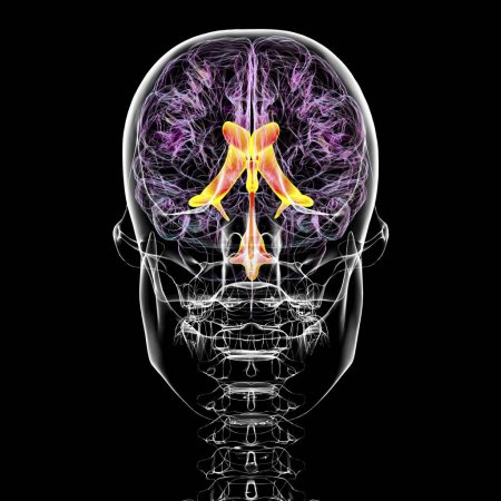 Ventrikuläres System des Gehirns, Vorderansicht, 3D-Illustration. Die Herzkammern sind Hohlräume im Gehirn, die mit Liquor gefüllt sind (CSF).).