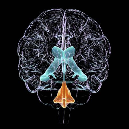 Eine wissenschaftliche 3D-Illustration, die eine isolierte Vergrößerung der vierten Hirnkammer darstellt, Frontansicht.