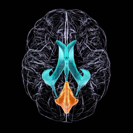 Téléchargez les photos : Illustration scientifique 3D représentant l'agrandissement isolé du quatrième ventricule cérébral, vue du bas. - en image libre de droit
