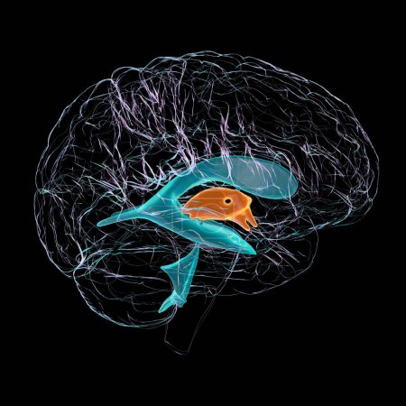 Téléchargez les photos : Illustration scientifique 3D représentant l'agrandissement isolé du troisième ventricule cérébral, vue de côté. - en image libre de droit