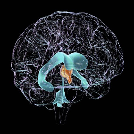 Téléchargez les photos : Illustration scientifique 3D représentant l'agrandissement isolé du troisième ventricule cérébral. - en image libre de droit