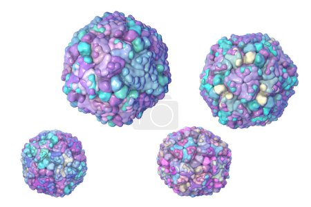 Téléchargez les photos : Virus Echo, illustration 3D, un groupe de petits virus à ARN monocaténaire du genre Enterovirus, connus pour causer une gamme de maladies, y compris les infections respiratoires et gastro-intestinales. - en image libre de droit