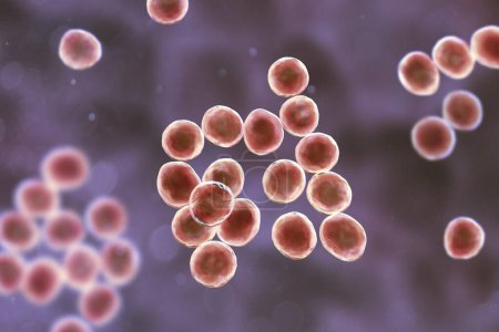 Staphylococcus bacteria, a genus of Gram-positive bacteria known for causing various infections in humans, 3D illustration.
