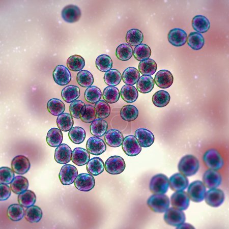 Téléchargez les photos : Bactéries Staphylococcus, un genre de bactéries Gram-positives connues pour causer diverses infections chez l'homme, illustration 3D. - en image libre de droit