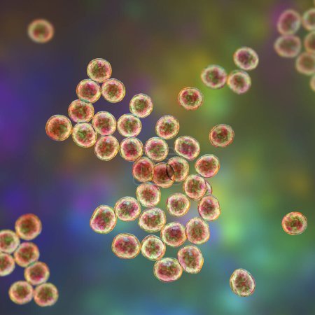 Photo for Staphylococcus bacteria, a genus of Gram-positive bacteria known for causing various infections in humans, 3D illustration. - Royalty Free Image