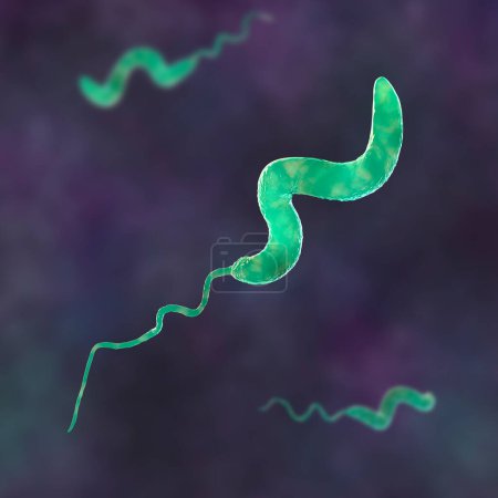 Foto de Bacterias Campylobacter, ilustración 3D. Las bacterias gramnegativas en forma de espiral, Campylobacter jejuni y C. coli, causan campylobacteriosis en humanos. - Imagen libre de derechos