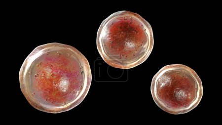 Téléchargez les photos : Emmonsia champignons pathogènes microscopiques, stade adiasporique, illustration 3D. Agent causal de l'adiaspiromycose pulmonaire chez les petits animaux et rarement chez l'homme - en image libre de droit
