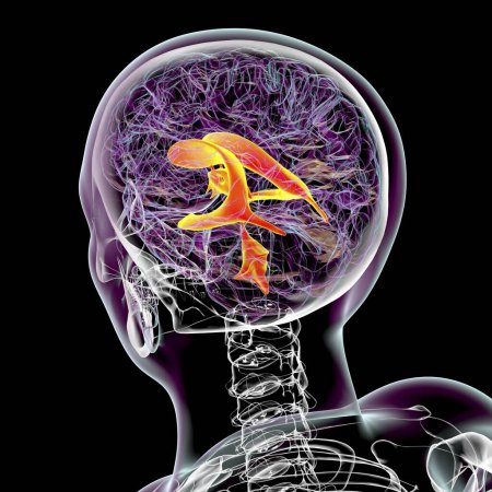 Ventrikuläres System des Gehirns, 3D-Illustration. Die Herzkammern sind Hohlräume im Gehirn, die mit Liquor gefüllt sind (CSF).).