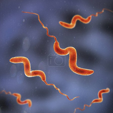Téléchargez les photos : Bactéries Campylobacter, illustration 3D. Les bactéries Gram négatif en forme de spirale, Campylobacter jejuni et C. coli, causent la campylobactériose chez les humains. - en image libre de droit