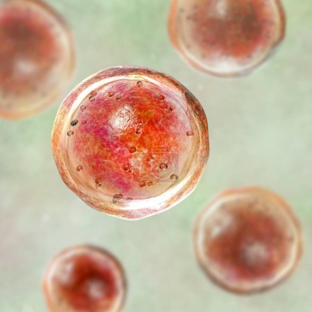 Foto de Emmonsia hongos microscópicos patógenos, etapa de la adiáspora, ilustración 3D. El agente causal de la enfermedad pulmonar por adiaspiromicosis en animales pequeños y raramente en humanos - Imagen libre de derechos