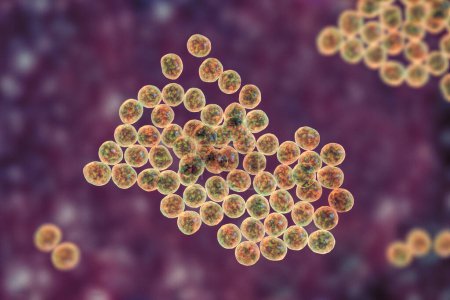 Photo for Staphylococcus bacteria, a genus of Gram-positive bacteria known for causing various infections in humans, 3D illustration. - Royalty Free Image
