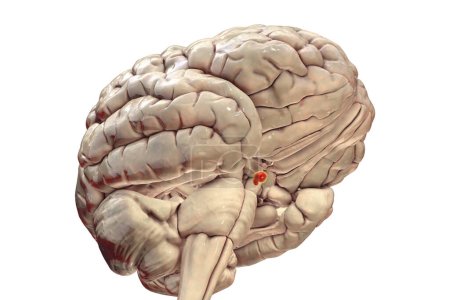 Foto de Anatomía de la glándula pituitaria (hipófisis) en el cerebro, la ilustración 3D muestra la conexión hipotalámica, lóbulos anterior y posterior. - Imagen libre de derechos
