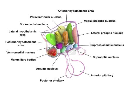 Foto de Ilustración 3D detallada de núcleos hipotalámicos, mostrando el centro de control vital del cerebro para diversas funciones fisiológicas, vista lateral. - Imagen libre de derechos