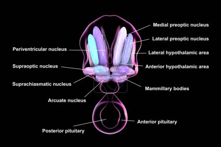 Foto de Ilustración 3D detallada de núcleos hipotalámicos, mostrando el centro de control vital del cerebro para diversas funciones fisiológicas, vista frontal. - Imagen libre de derechos