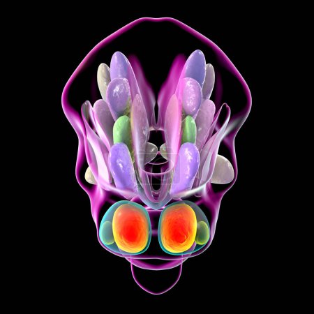 Foto de Ilustración 3D detallada de núcleos hipotalámicos, mostrando el centro de control vital del cerebro para diversas funciones fisiológicas, vista posterior. - Imagen libre de derechos