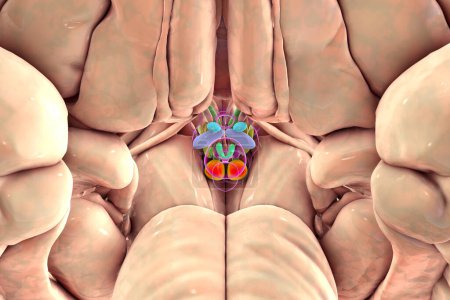 Téléchargez les photos : Illustration 3D détaillée des noyaux hypothalamiques dans le cerveau, mettant en valeur le centre de contrôle vital du cerveau pour diverses fonctions physiologiques, vue du bas. - en image libre de droit