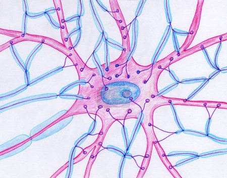Téléchargez les photos : Illustration des terminaisons synaptiques, représentant plusieurs terminaisons neuronales présynaptiques sur le corps et les dendrites d'un motoneurone. - en image libre de droit