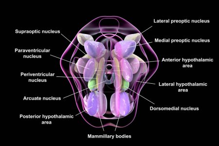 Téléchargez les photos : Illustration 3D détaillée des noyaux hypothalamiques, mettant en valeur le centre de contrôle vital du cerveau pour diverses fonctions physiologiques, vue de dessus. - en image libre de droit