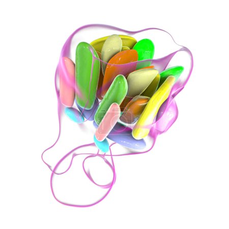 Foto de Ilustración 3D detallada de núcleos hipotalámicos, mostrando el centro de control vital del cerebro para diversas funciones fisiológicas. - Imagen libre de derechos