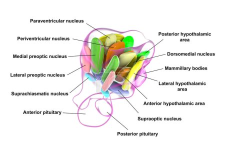 Photo for Detailed 3D illustration of hypothalamic nuclei, showcasing the brain's vital control center for various physiological functions. - Royalty Free Image