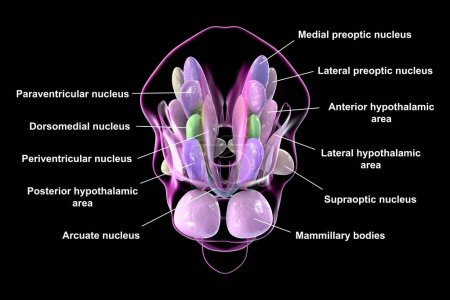 Foto de Ilustración 3D detallada de núcleos hipotalámicos, mostrando el centro de control vital del cerebro para diversas funciones fisiológicas, vista posterior. - Imagen libre de derechos