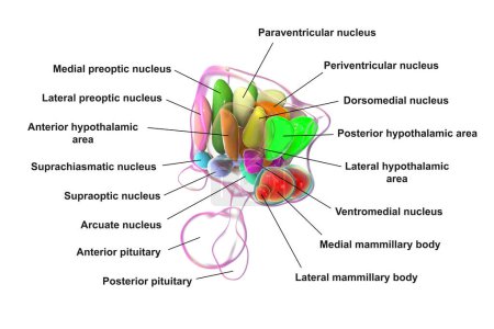 Foto de Ilustración 3D detallada de núcleos hipotalámicos, mostrando el centro de control vital del cerebro para diversas funciones fisiológicas. - Imagen libre de derechos