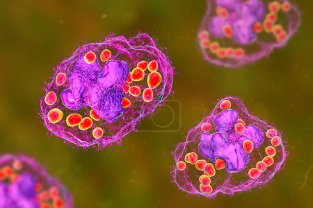 Foto de Levaduras de Histoplasma capsulatum dentro de una célula macrófaga, ilustración 3D. El histoplasma es un hongo dimórfico parasitario similar a la levadura que puede causar infección pulmonar histoplasmosis. - Imagen libre de derechos