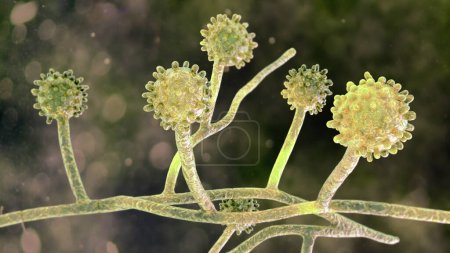 Histoplasma capsulatum, ein parasitärer, hefeähnlicher dimorpher Pilz, der eine Histoplasmose der Lungeninfektion verursachen kann. Eine 3D-Illustration zeigt eine myzelartige Form, die in mit Tierkot angereichertem Boden gefunden wurde.
