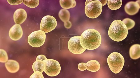 Photo for Histoplasma capsulatum, a parasitic, yeast-like dimorphic fungus that can cause lung infection histoplasmosis. A 3D illustration depicts an yeast form typically found in host tissues. - Royalty Free Image