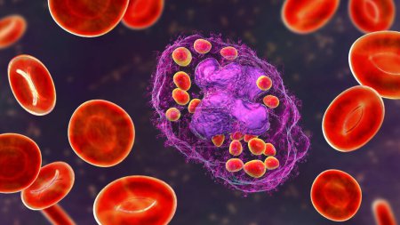 Foto de Levaduras de Histoplasma capsulatum dentro de una célula macrófaga, ilustración 3D. El histoplasma es un hongo dimórfico parasitario similar a la levadura que puede causar infección pulmonar histoplasmosis. - Imagen libre de derechos