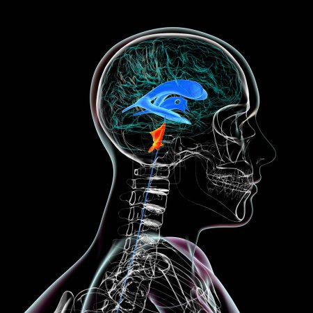 Foto de El cuarto ventrículo cerebral (resaltado en color naranja), una cavidad llena de líquido situada en la parte posterior del tronco encefálico, que participa en la circulación del líquido cefalorraquídeo, ilustración 3D, vista lateral. - Imagen libre de derechos
