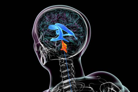 Foto de Anatomía del cuarto ventrículo cerebral (resaltado en color naranja), una cavidad llena de líquido situada en la parte posterior del tronco encefálico, implicada en la circulación del líquido cefalorraquídeo, ilustración 3D. - Imagen libre de derechos