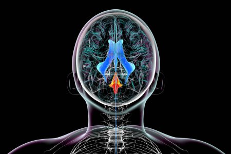 Téléchargez les photos : Le quatrième ventricule cérébral (mis en évidence en couleur orange), une cavité remplie de liquide située à l'arrière du tronc cérébral, impliqué dans la circulation du liquide céphalo-rachidien, illustration 3D, vue de dessus. - en image libre de droit