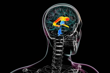 Los ventrículos cerebrales laterales, las cavidades emparejadas más grandes en el cerebro, responsables de la producción y circulación de líquido cefalorraquídeo, ilustración 3D.