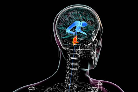 Téléchargez les photos : Anatomie du quatrième ventricule cérébral (surligné en couleur orange), cavité remplie de liquide située à l'arrière du tronc cérébral, impliquée dans la circulation du liquide céphalorachidien, illustration 3D. - en image libre de droit