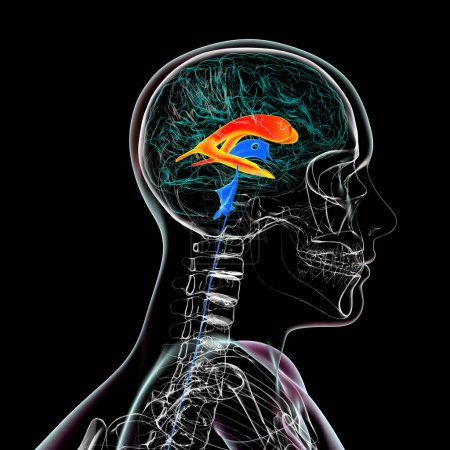 Téléchargez les photos : Les ventricules cérébraux latéraux, les plus grandes cavités appariées du cerveau, responsables de la production et de la circulation du liquide céphalorachidien, illustration 3D, vue latérale. - en image libre de droit