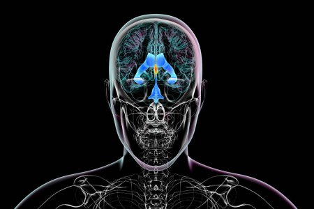 Foto de El tercer ventrículo cerebral, un componente vital del sistema ventricular del cerebro, ilustración 3D, vista frontal. - Imagen libre de derechos