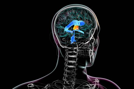 Foto de El tercer ventrículo cerebral, un componente vital del sistema ventricular del cerebro, ilustración 3D. - Imagen libre de derechos