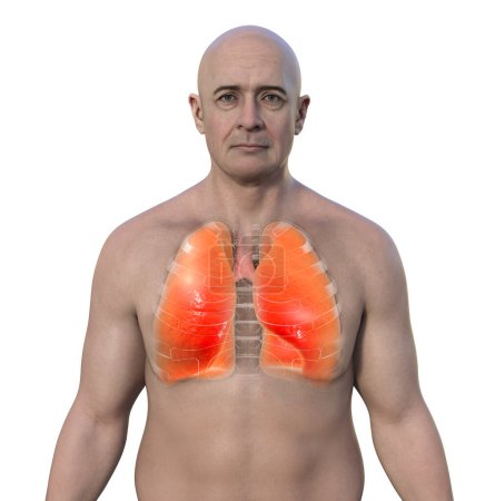 Téléchargez les photos : Un homme à la peau transparente révélant des poumons sains, illustration 3D. - en image libre de droit