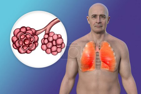 Téléchargez les photos : Un homme à la peau transparente révélant des poumons sains à côté avec vue rapprochée des alvéoles pulmonaires, illustration 3D. - en image libre de droit